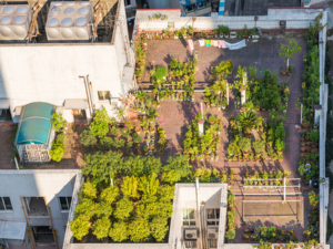 Planning a Green Roof? NYC Parks Department Can Help